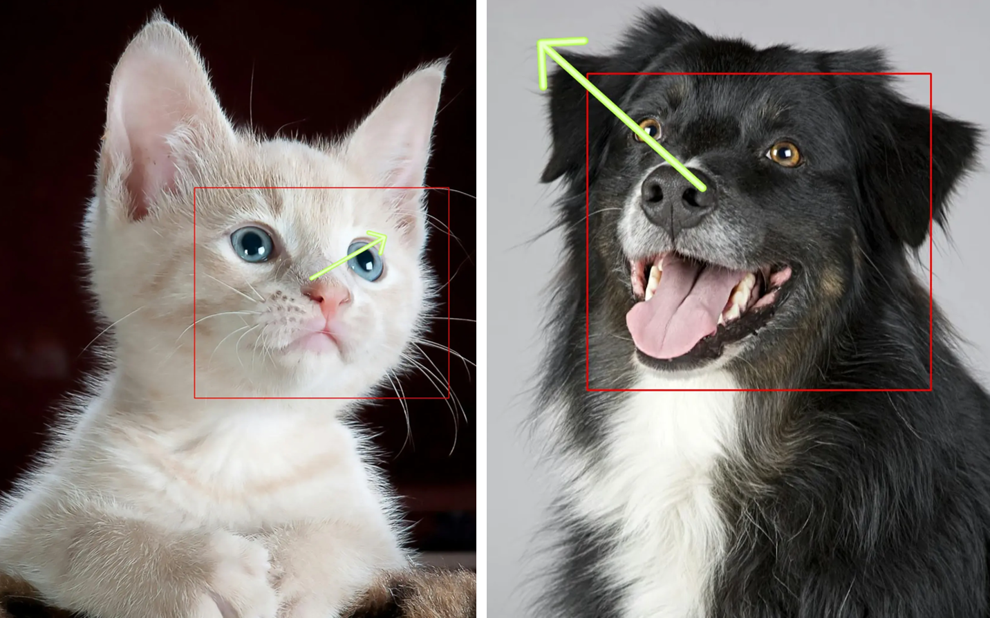 gaze_cat_dog